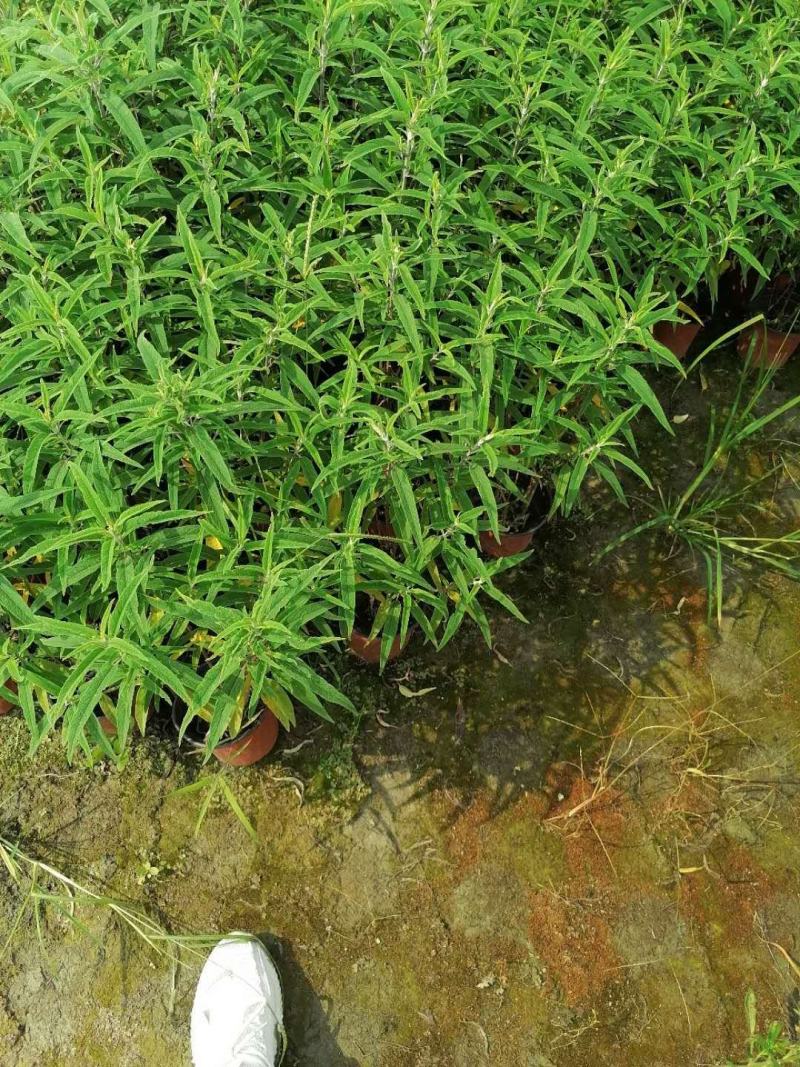 双色杯鼠尾草大杯鼠尾草低价批发货好价优
