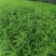 双色杯鼠尾草大杯鼠尾草低价批发货好价优