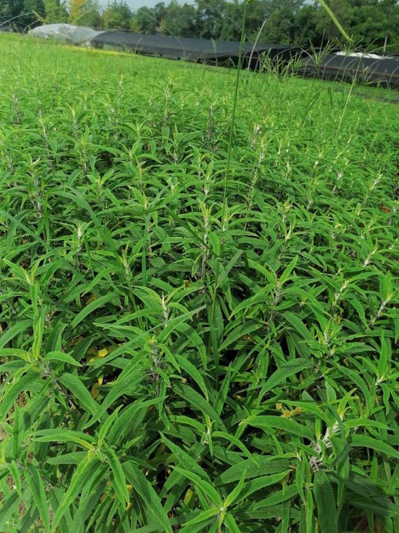 双色杯鼠尾草大杯鼠尾草低价批发货好价优
