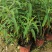 双色杯鼠尾草大杯鼠尾草低价批发货好价优