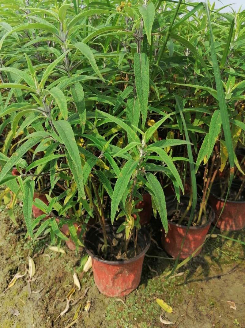 双色杯鼠尾草大杯鼠尾草低价批发货好价优
