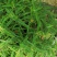 双色杯鼠尾草大杯鼠尾草低价批发货好价优