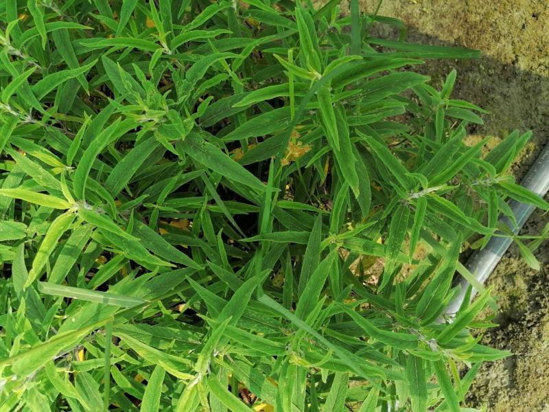 双色杯鼠尾草大杯鼠尾草低价批发货好价优