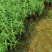 双色杯鼠尾草大杯鼠尾草低价批发货好价优