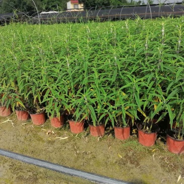 双色杯鼠尾草大杯鼠尾草低价批发货好价优