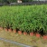双色杯鼠尾草大杯鼠尾草低价批发货好价优