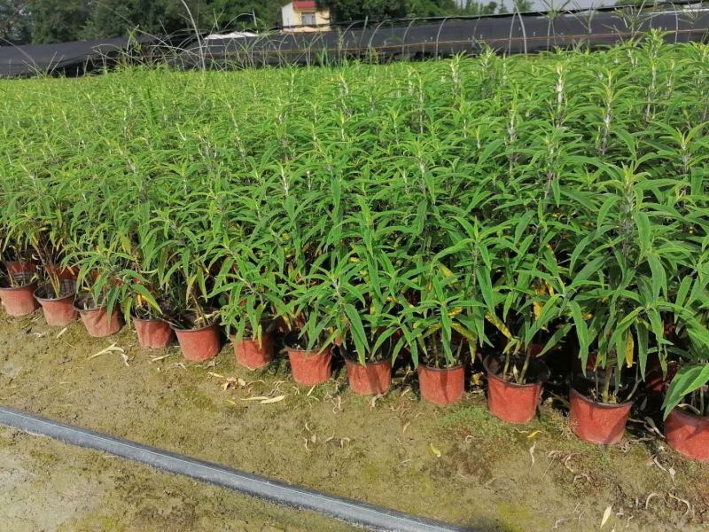 双色杯鼠尾草大杯鼠尾草低价批发货好价优