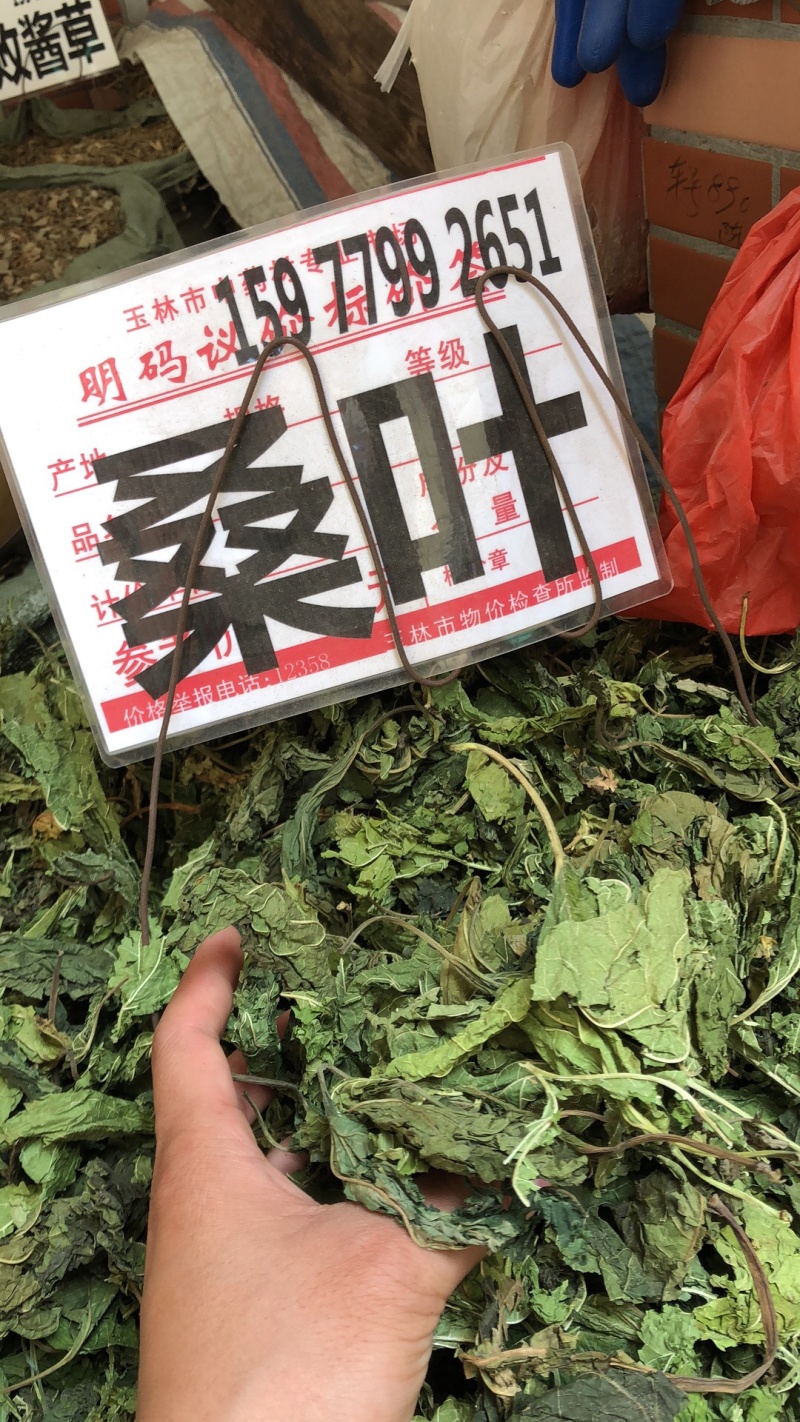 广西新货桑叶货好够干质量好