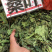 广西新货桑叶货好够干质量好