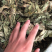 广西新货桑叶货好够干质量好