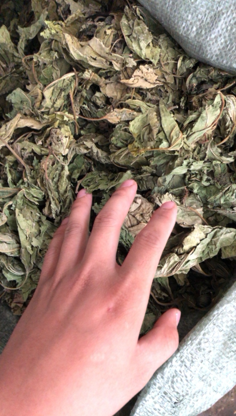 广西新货桑叶货好够干质量好