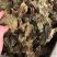 广西新货桑叶货好够干质量好