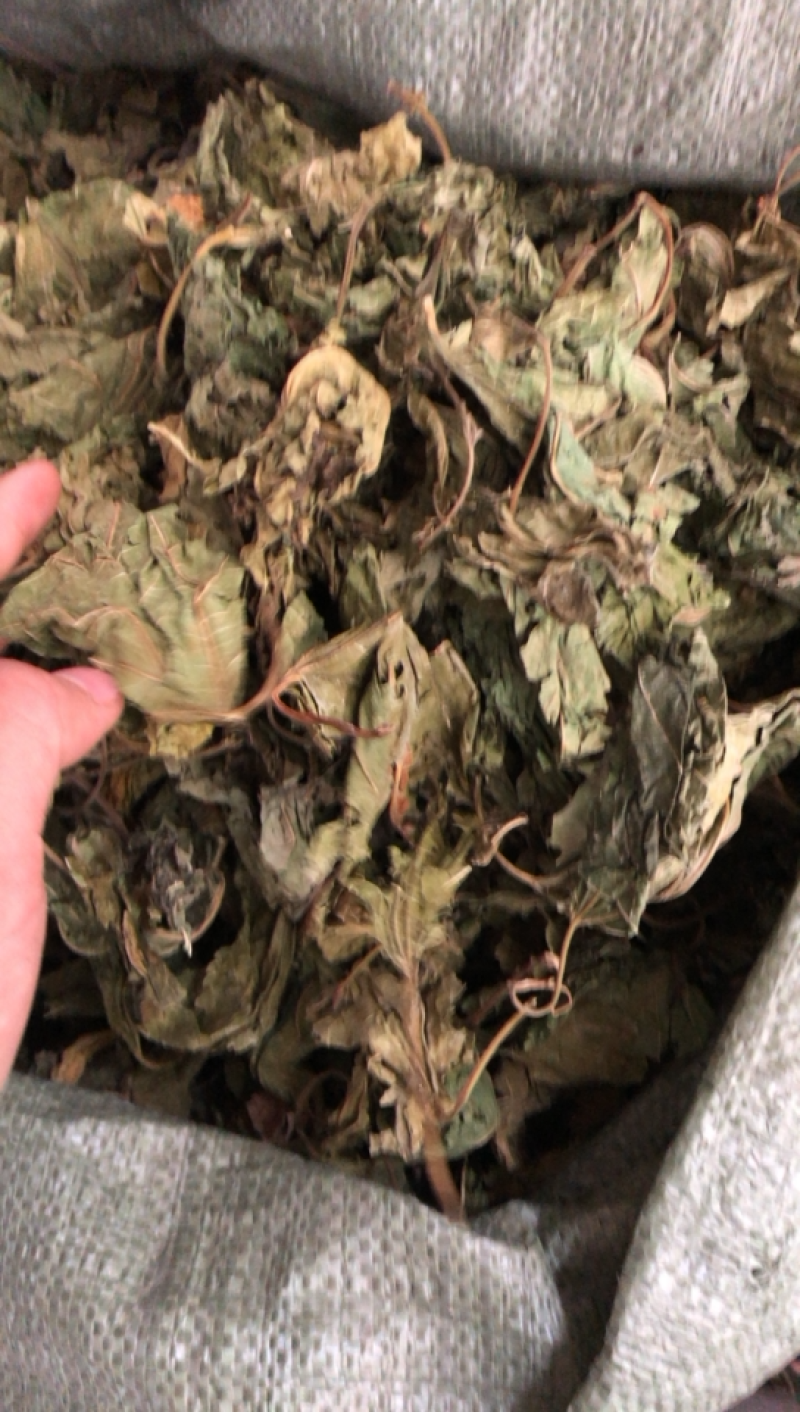 广西新货桑叶货好够干质量好