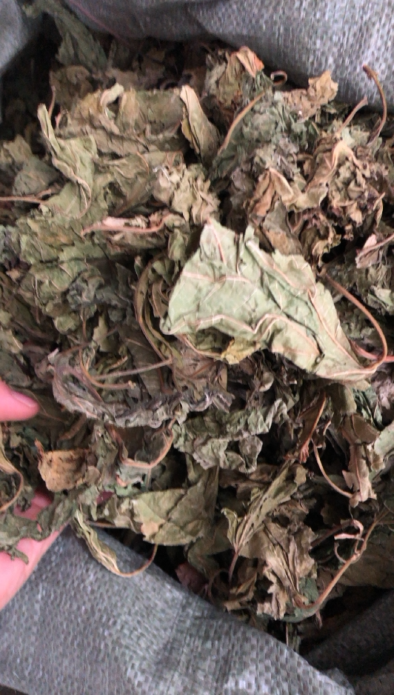 广西新货桑叶货好够干质量好