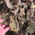 广西新货桑叶货好够干质量好
