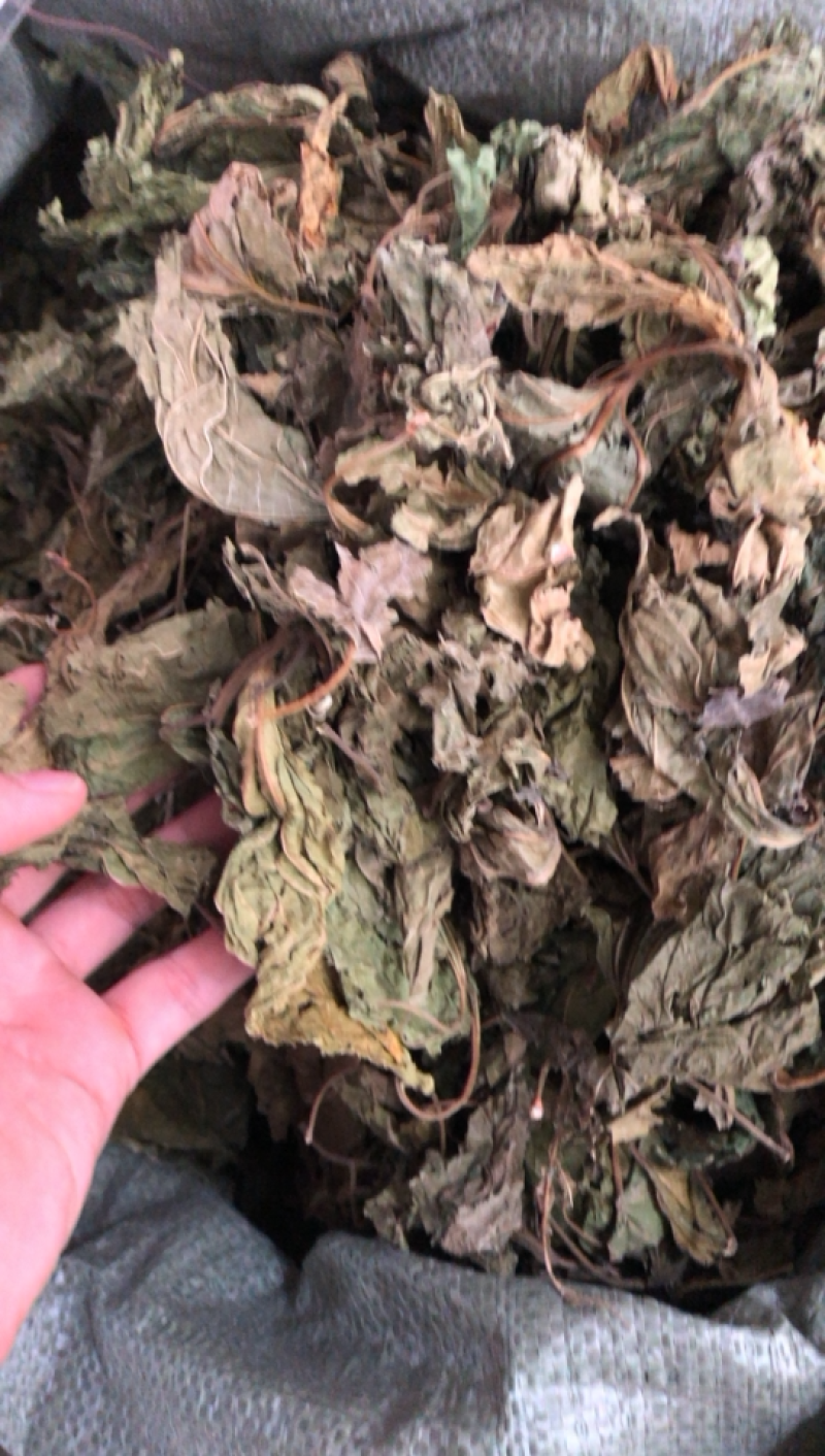 广西新货桑叶货好够干质量好