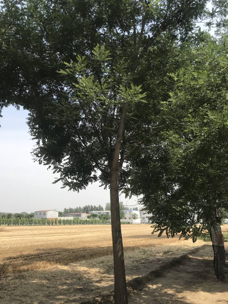 精品发帽国槐10公分国槐10公分国槐价格