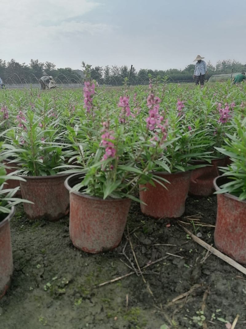 视频看货香彩雀双色杯基地培育销售低价香彩雀