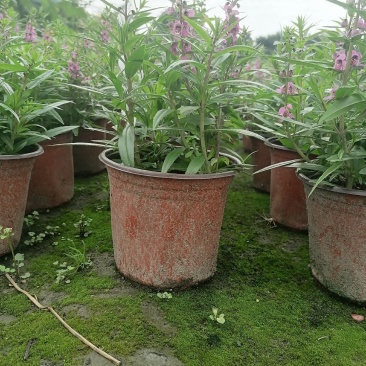 视频看货香彩雀双色杯基地培育销售低价香彩雀