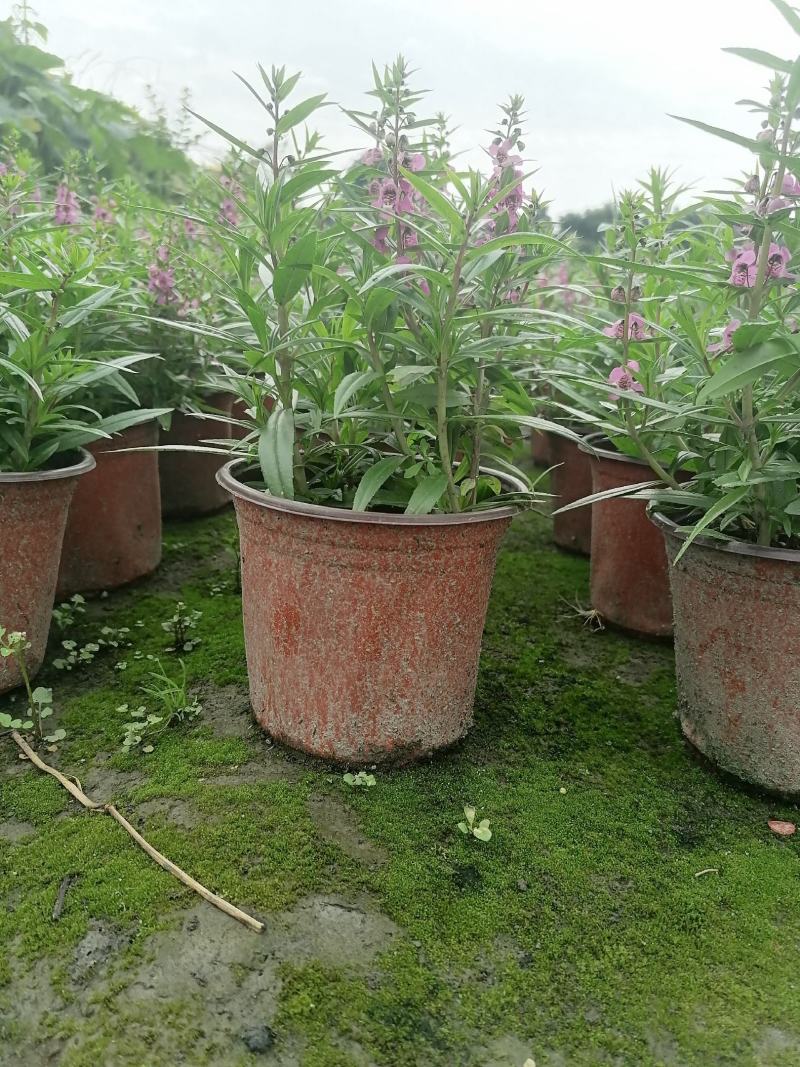 视频看货香彩雀双色杯基地培育销售低价香彩雀