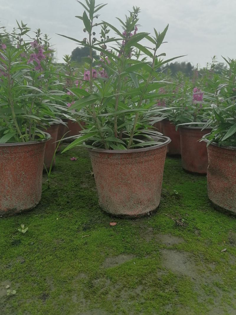 视频看货香彩雀双色杯基地培育销售低价香彩雀