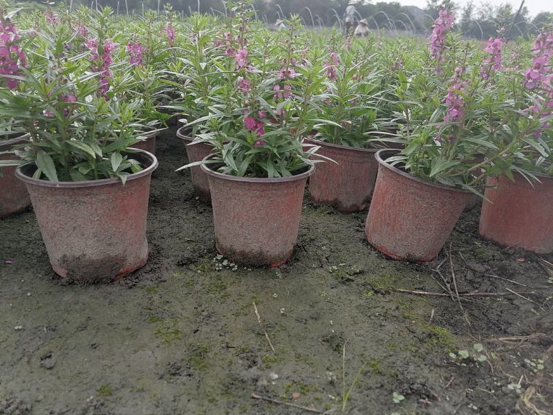 视频看货香彩雀双色杯基地培育销售低价香彩雀