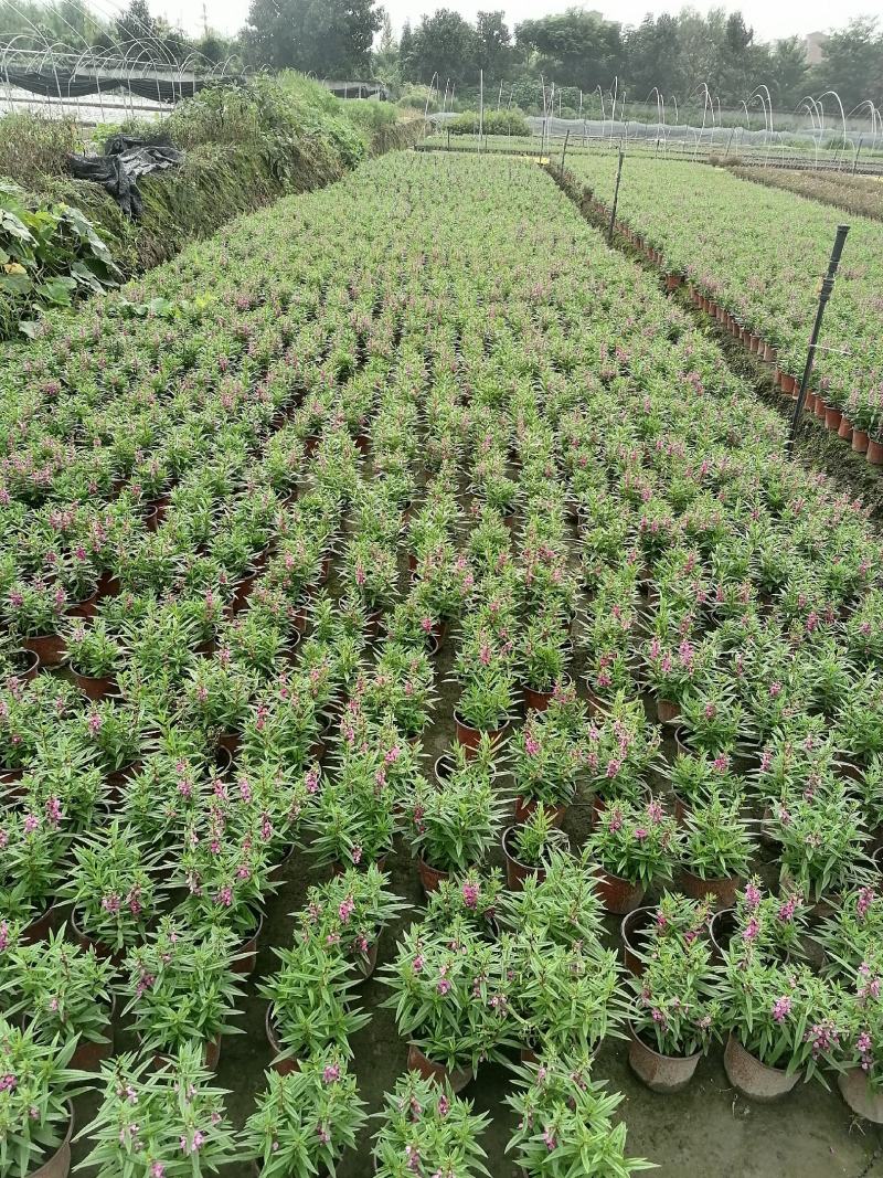 视频看货香彩雀双色杯基地培育销售低价香彩雀