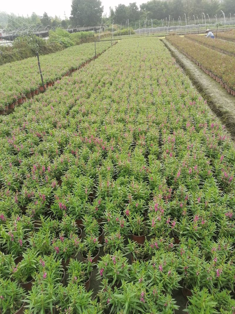 视频看货香彩雀双色杯基地培育销售低价香彩雀