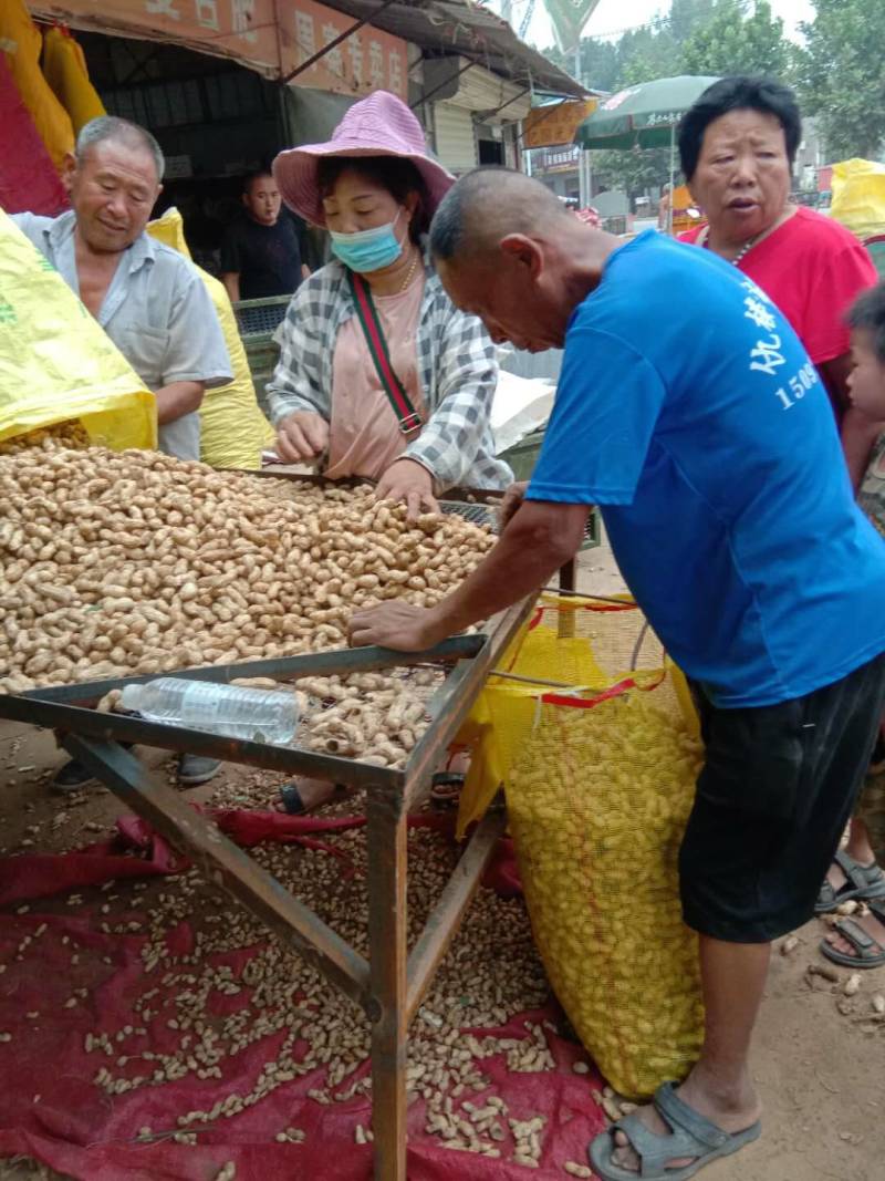 【有优惠】开封祥符花生花生基地直供欢迎电联咨询