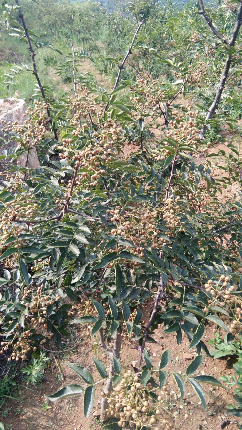 山东特产新品种花椒苗大红袍