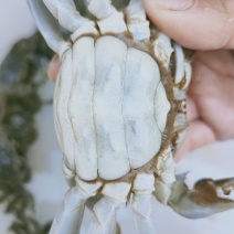 山东大闸蟹（成蟹、蟹苗）