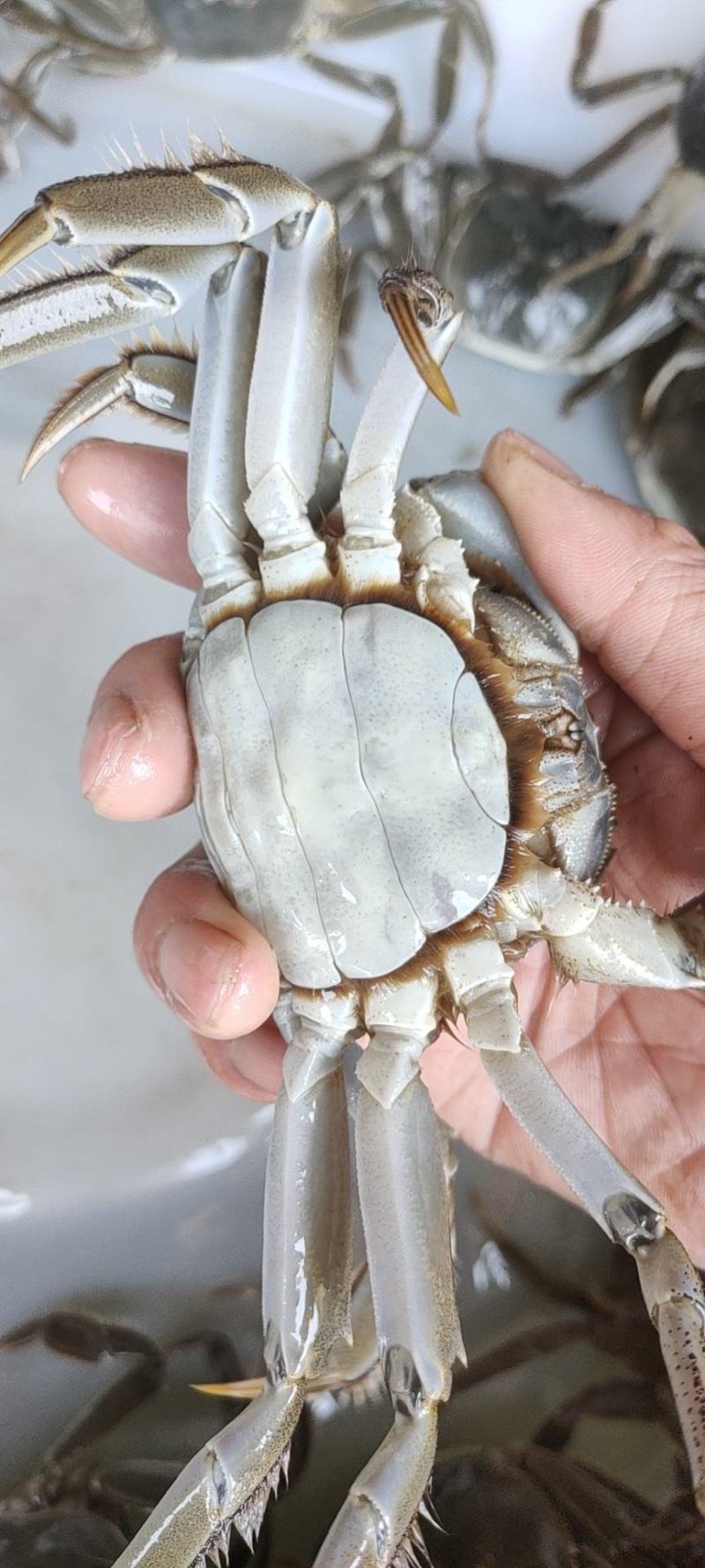 山东大闸蟹（成蟹、蟹苗）