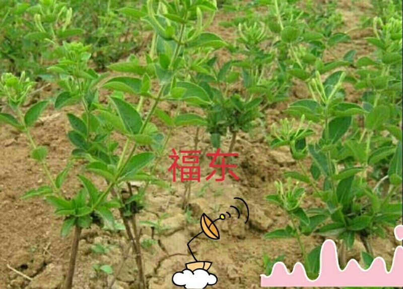 果树种苗繁育基地直供占地受益专用