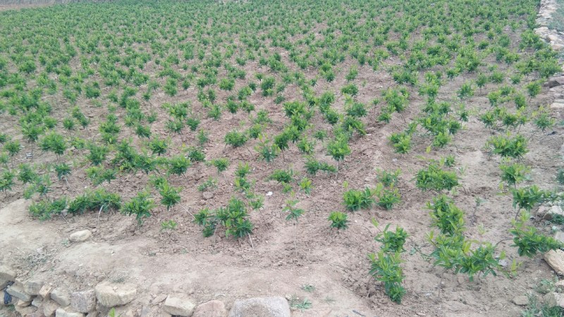 果树种苗繁育基地直供占地受益专用