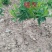 果树种苗繁育基地直供占地受益专用