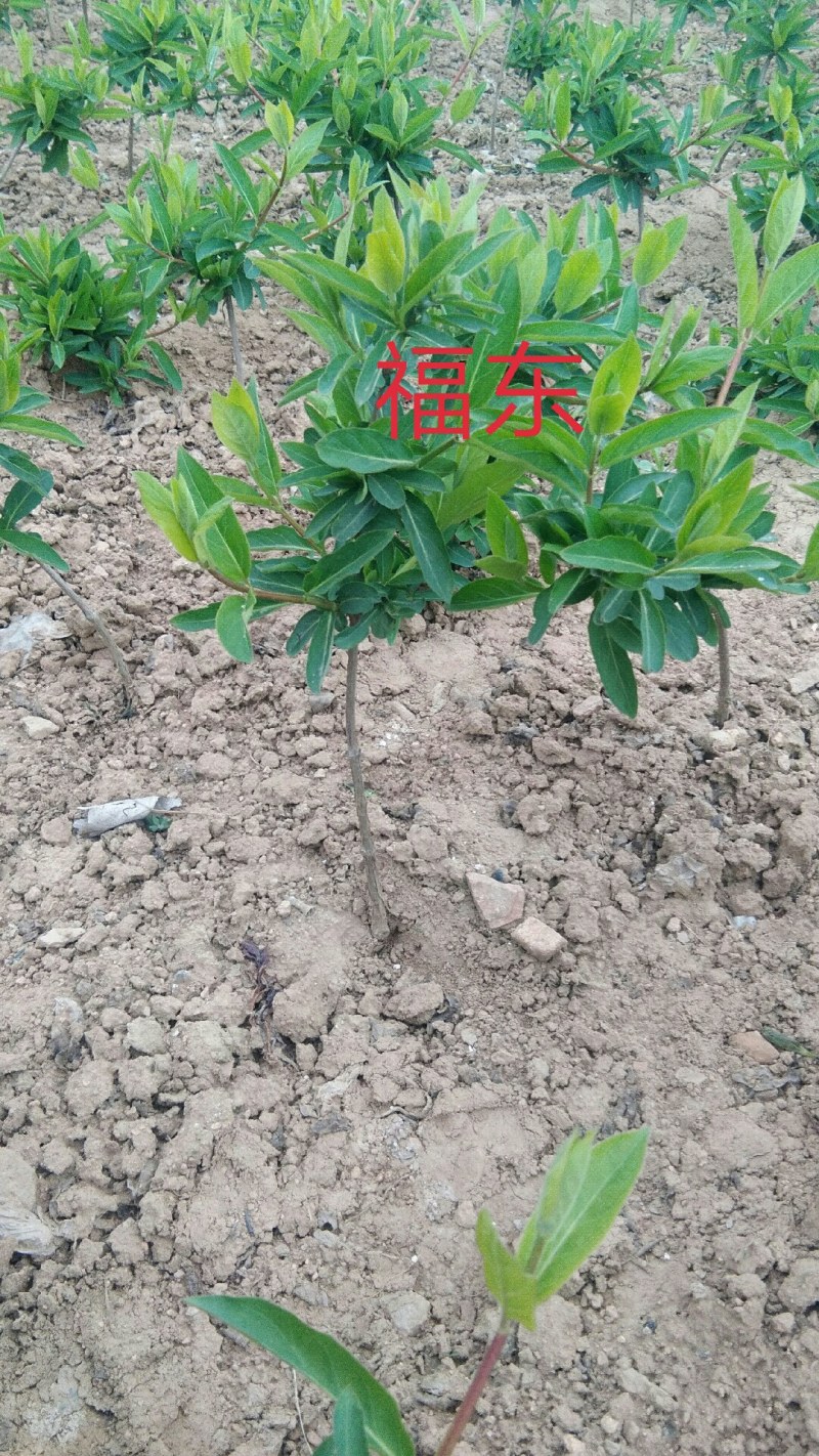 果树种苗繁育基地直供占地受益专用