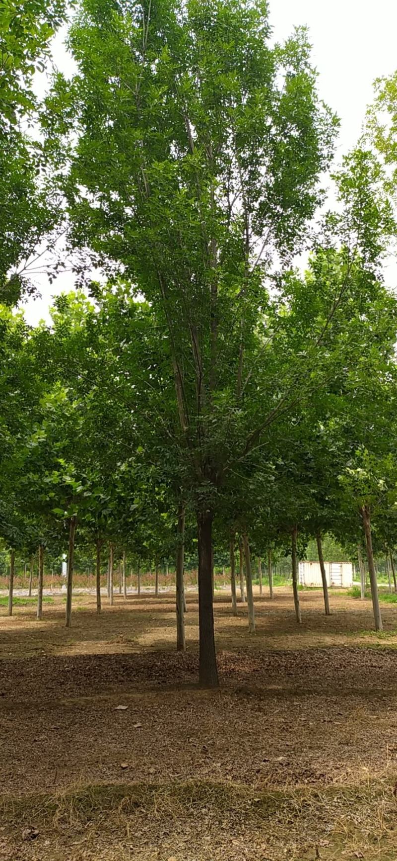 速生白蜡白蜡老白蜡绒毛白蜡造型白蜡白蜡批发济宁白蜡