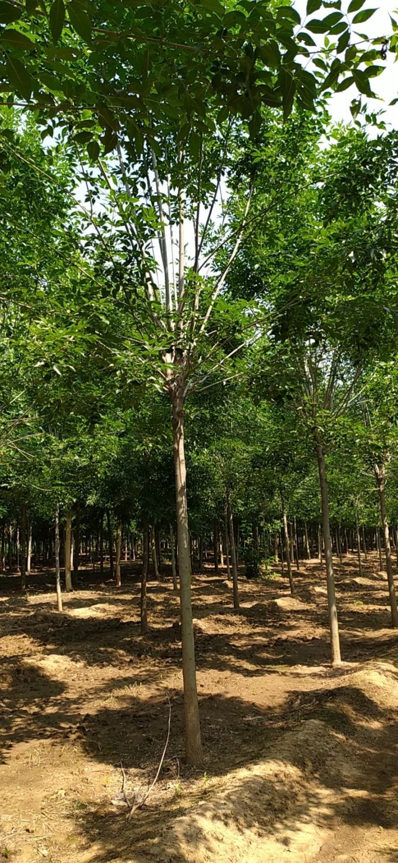 速生白蜡白蜡老白蜡绒毛白蜡造型白蜡白蜡批发济宁白蜡