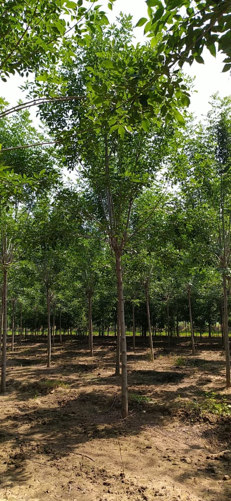 速生白蜡白蜡老白蜡绒毛白蜡造型白蜡白蜡批发济宁白蜡