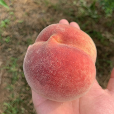 早熹妃桃上市了，14号货源多多