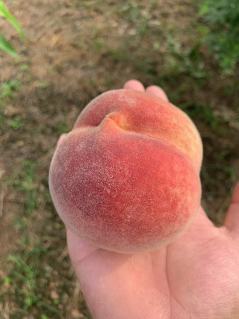早熹妃桃上市了，14号货源多多