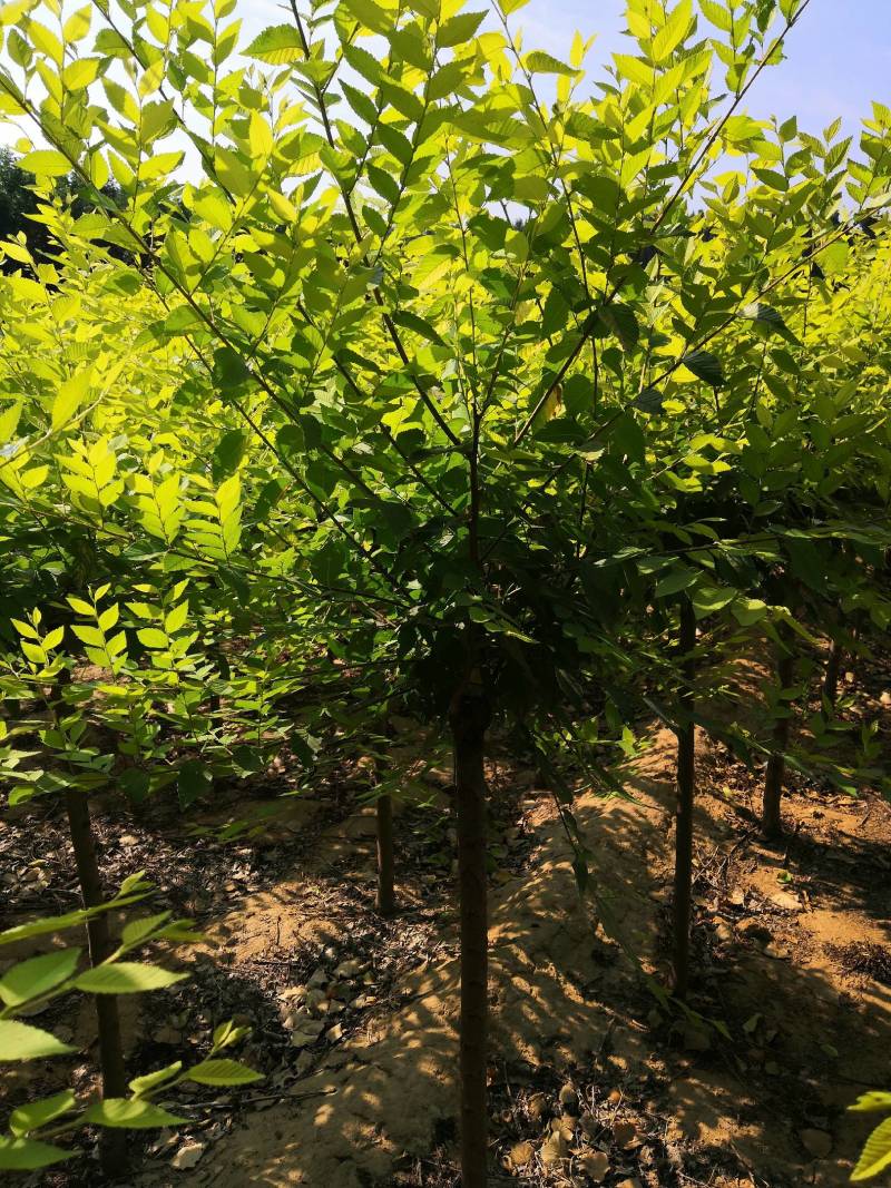 金叶榆/金叶榆价格/金叶榆批发/山东金叶榆基地