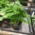 三药槟榔种苗棕榈科植物盆栽花卉室内常绿植物