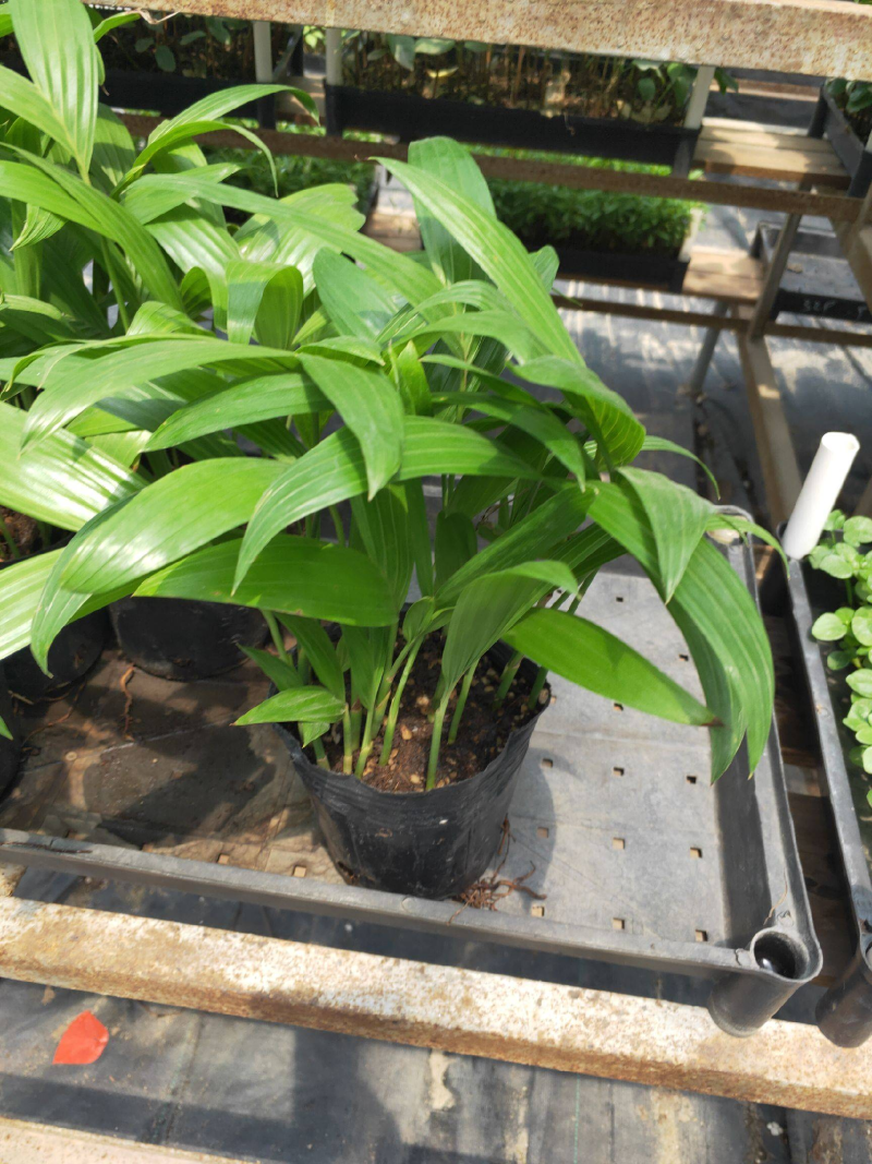 三药槟榔种苗棕榈科植物盆栽花卉室内常绿植物