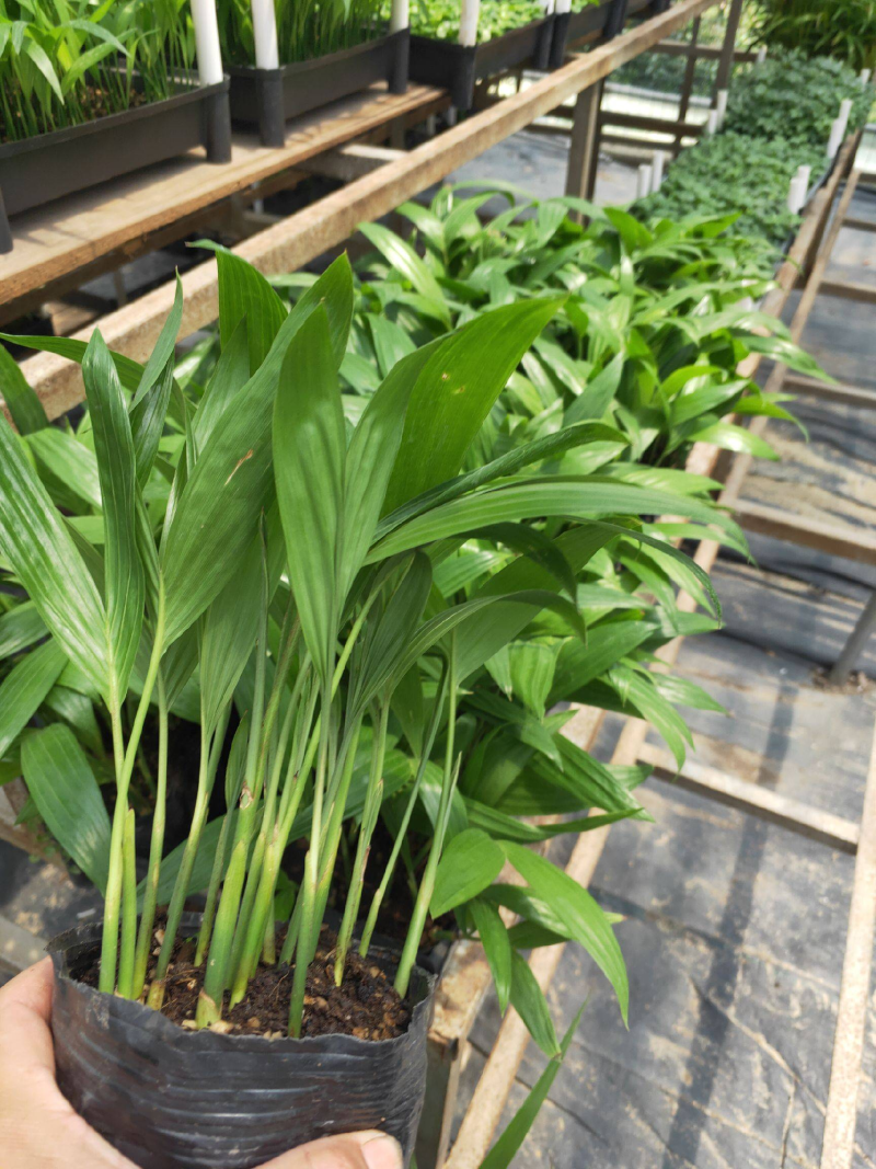 三药槟榔种苗棕榈科植物盆栽花卉室内常绿植物