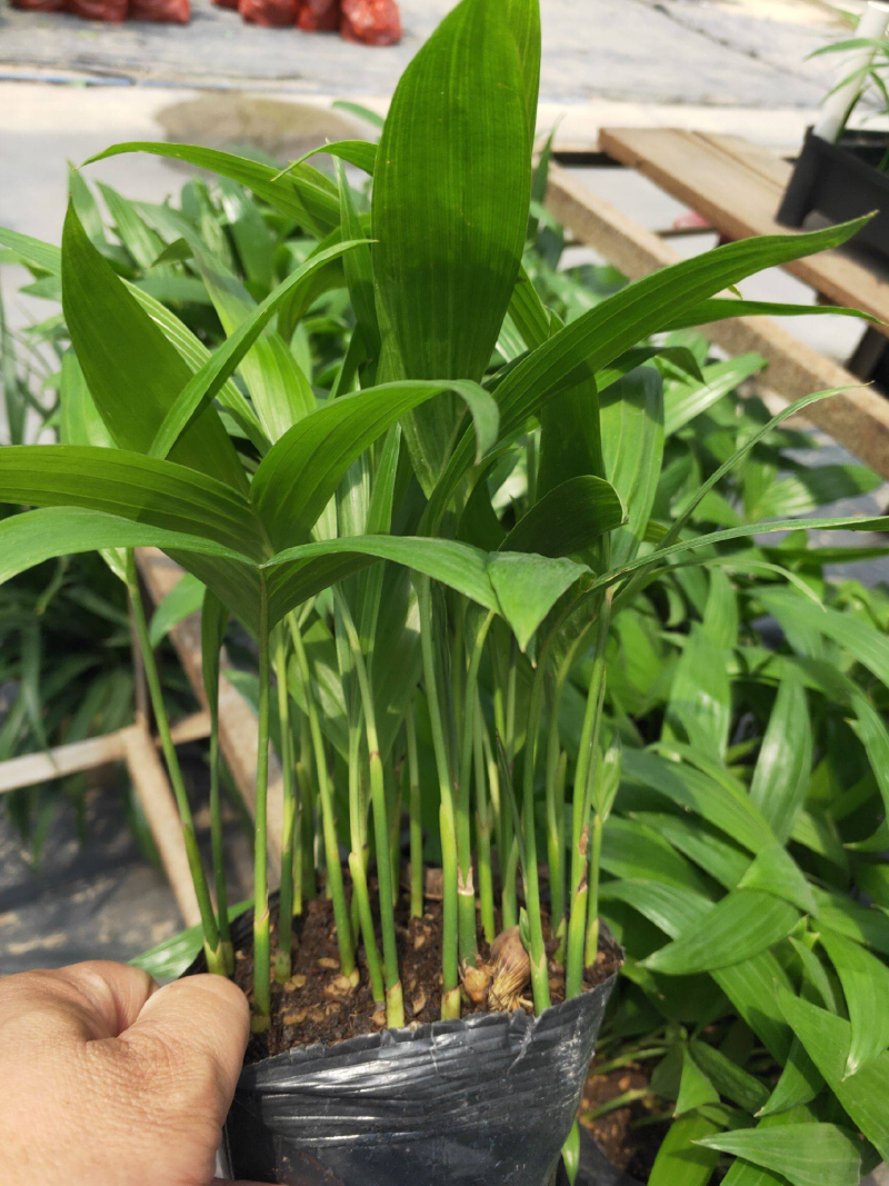 三药槟榔种苗棕榈科植物盆栽花卉室内常绿植物