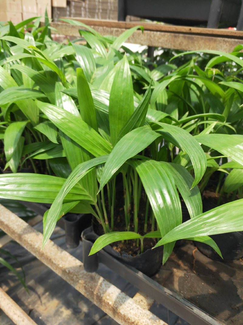 三药槟榔种苗棕榈科植物盆栽花卉室内常绿植物