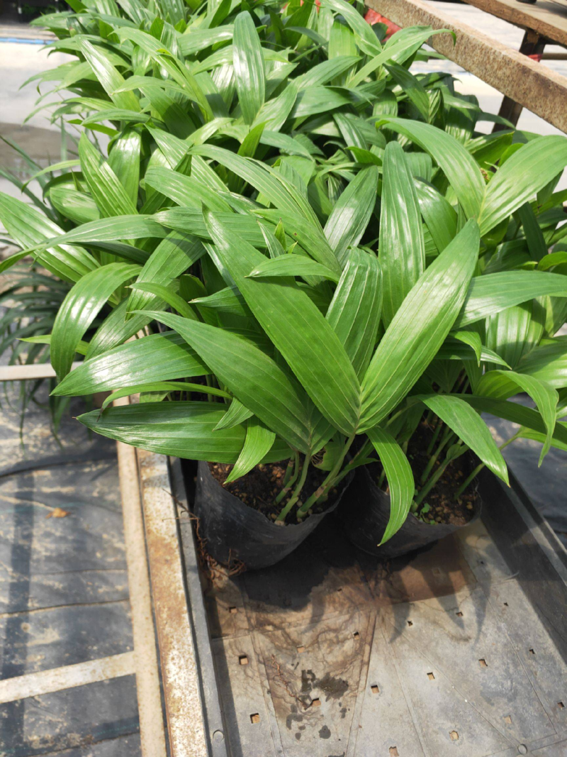 三药槟榔种苗棕榈科植物盆栽花卉室内常绿植物