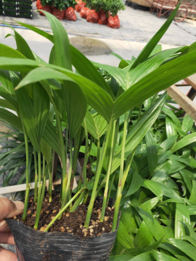 三药槟榔种苗棕榈科植物盆栽花卉室内常绿植物