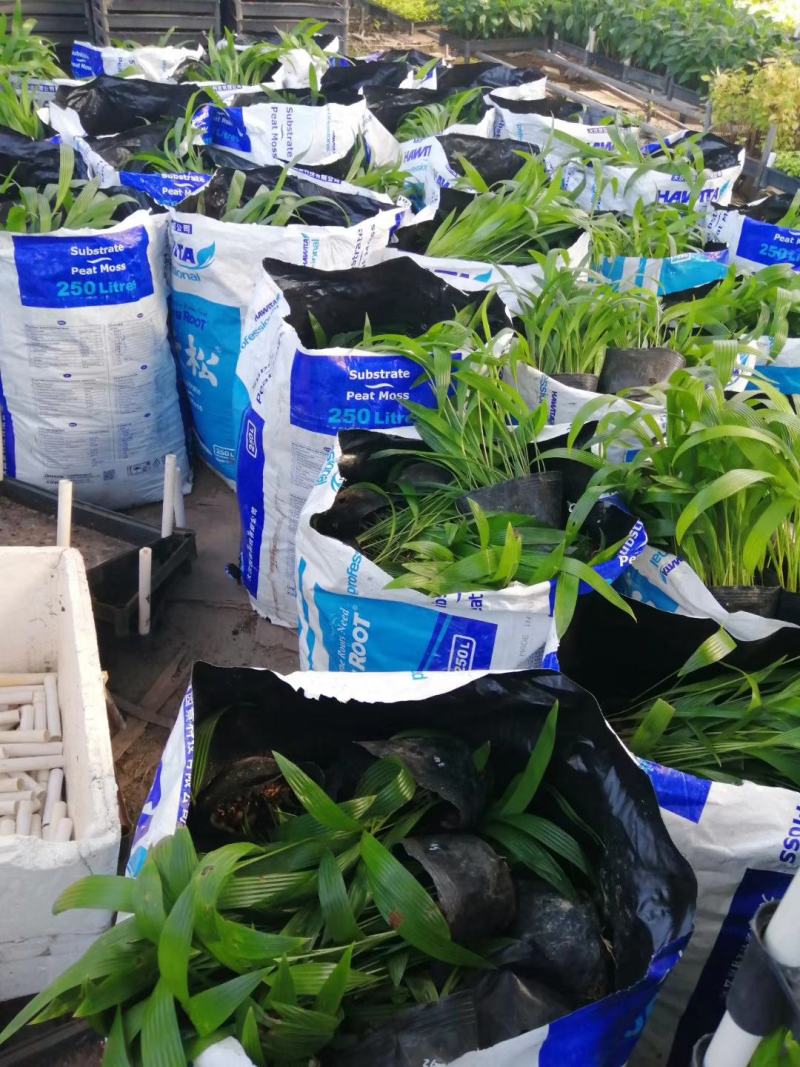 三药槟榔种苗棕榈科植物盆栽花卉室内常绿植物